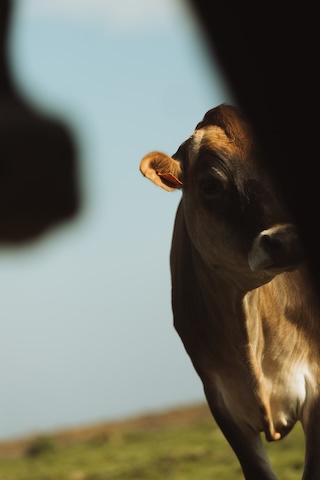 Vache jersiaise